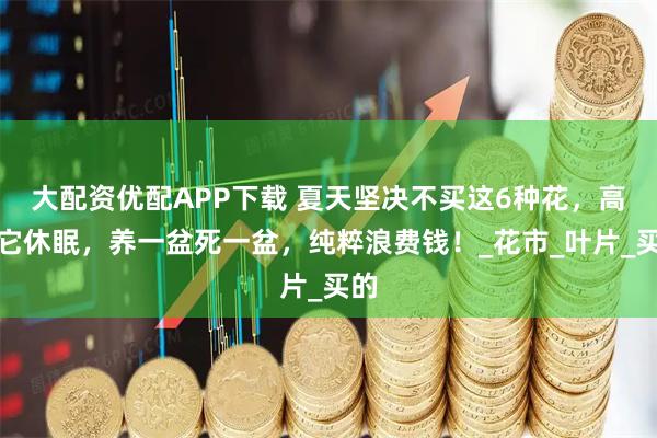 大配资优配APP下载 夏天坚决不买这6种花，高温它休眠，养一盆死一盆，纯粹浪费钱！_花市_叶片_买的